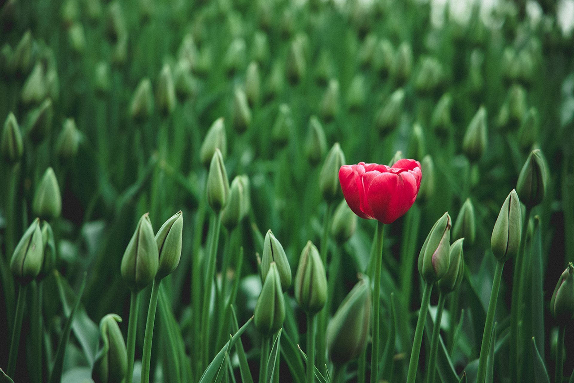 selective focus photo of a red tulip flower 2480072 1280r