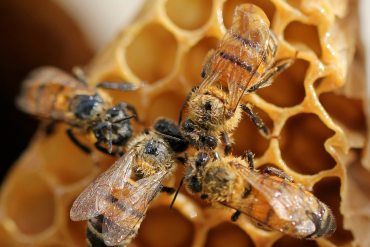 HoneyBees