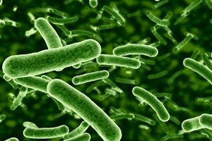 Green Legionella bacteria