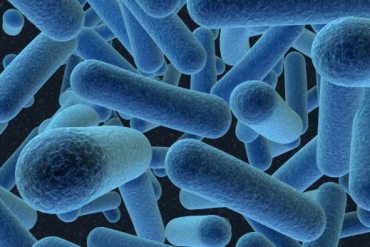 Blue legionella bacteria