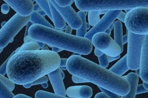 Blue legionella bacteria