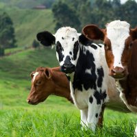 Cows3 2