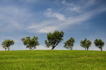 Trees