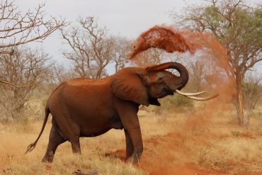 Elephant spraying mud