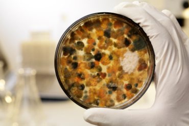 Mould